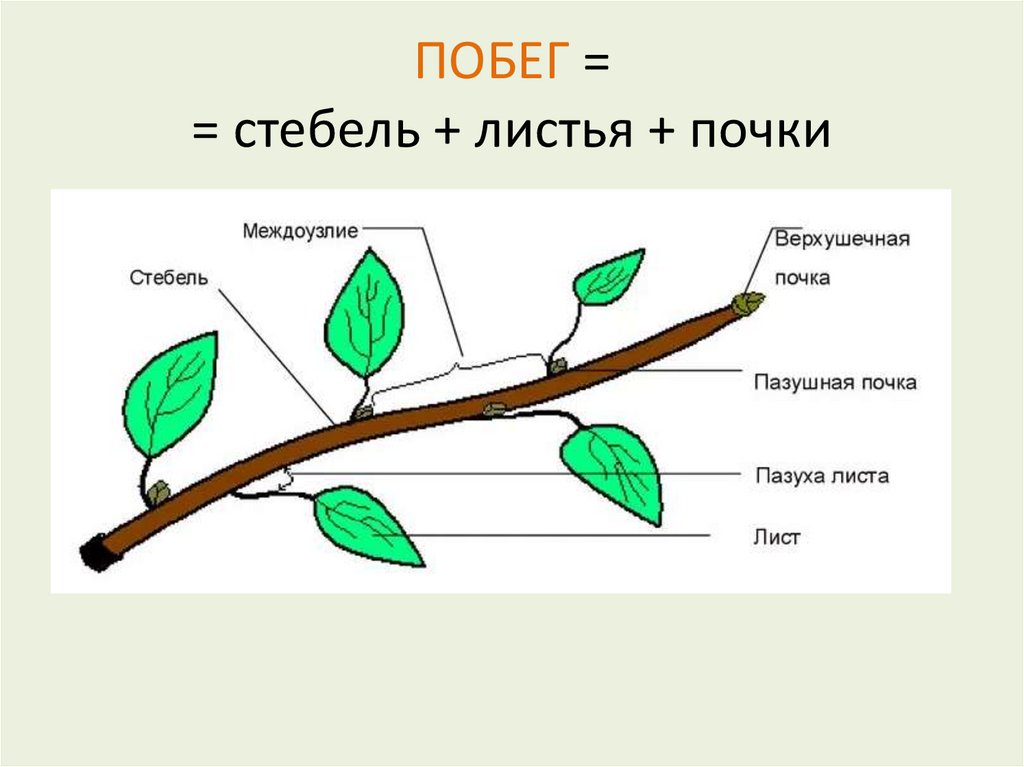ПОБЕГ = = стебель + листья + почки