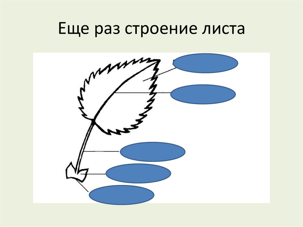 Еще раз строение листа