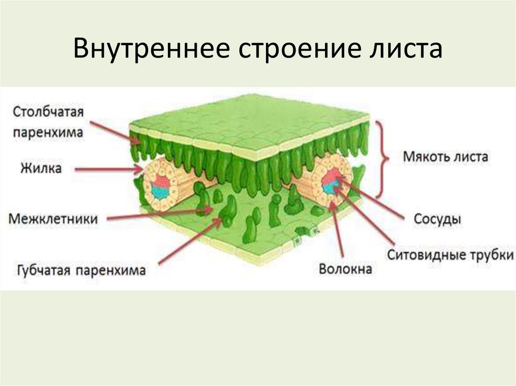 Внутреннее строение листа