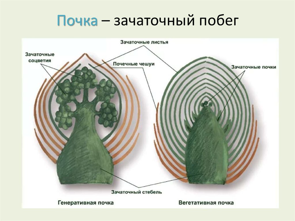 Почка – зачаточный побег