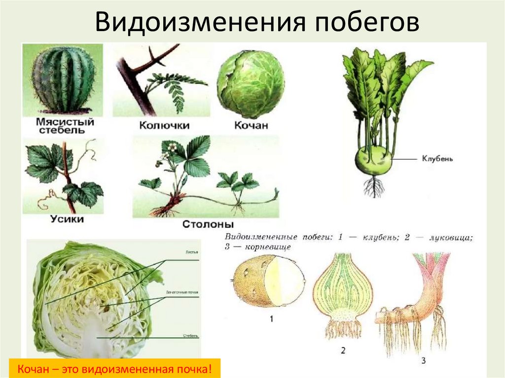 Видоизменения побегов
