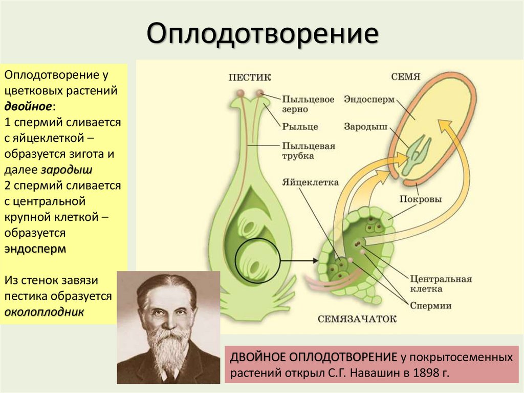 Оплодотворение