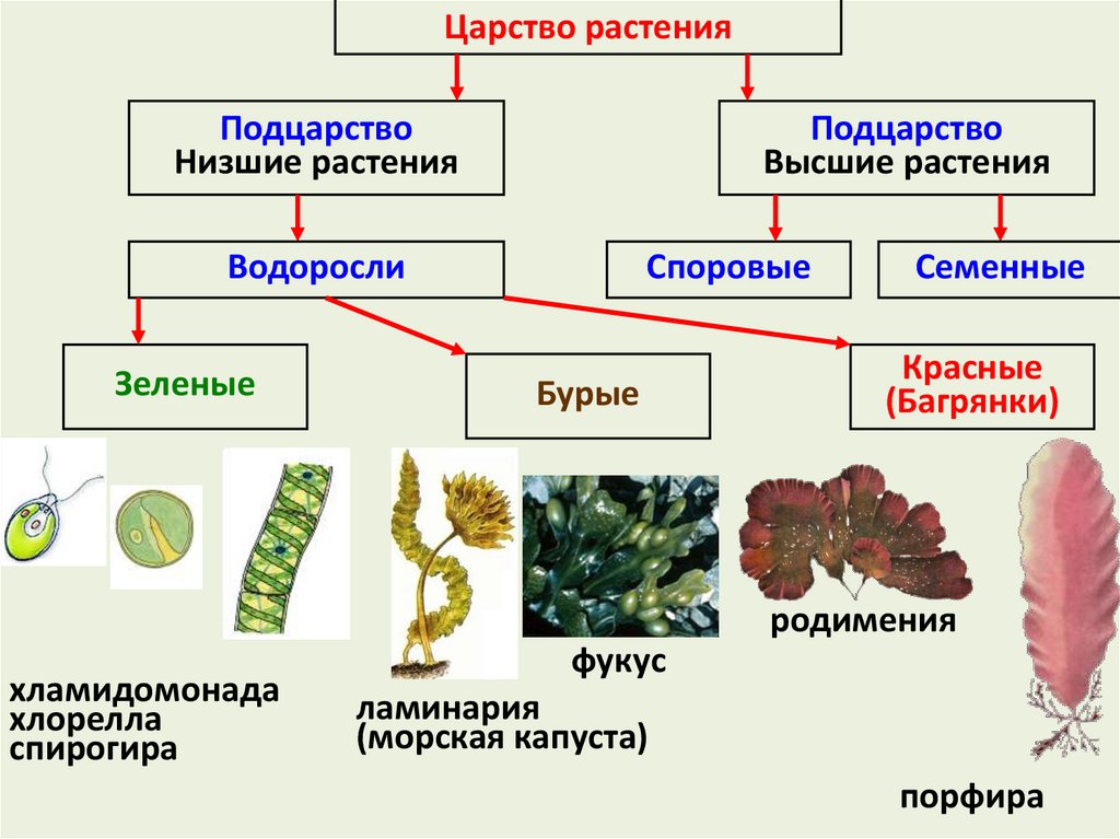 Царство растения