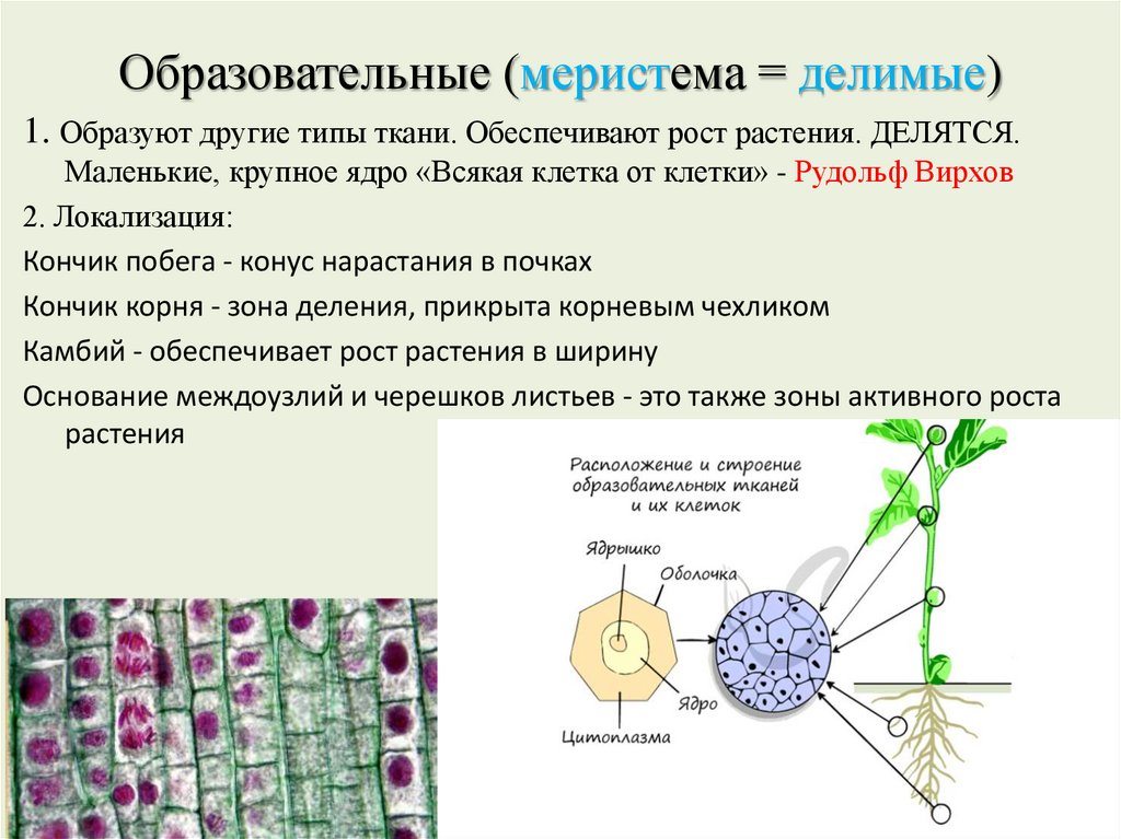 Образовательные (меристема = делимые)
