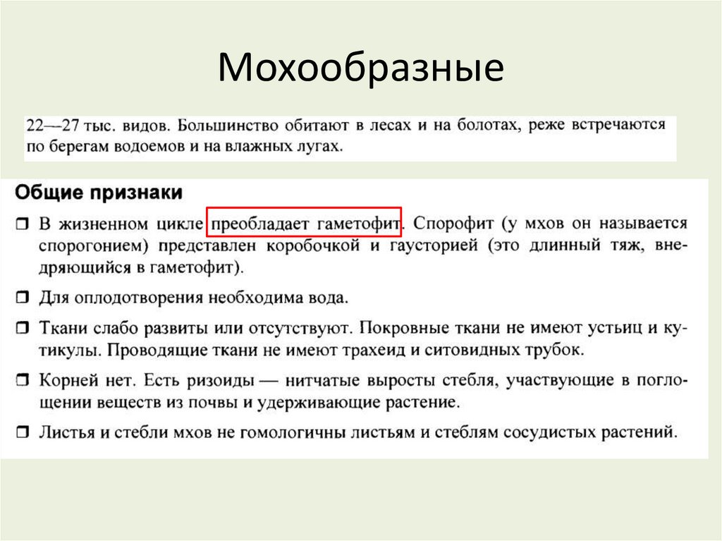 Мохообразные