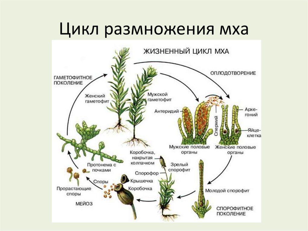 Цикл размножения мха