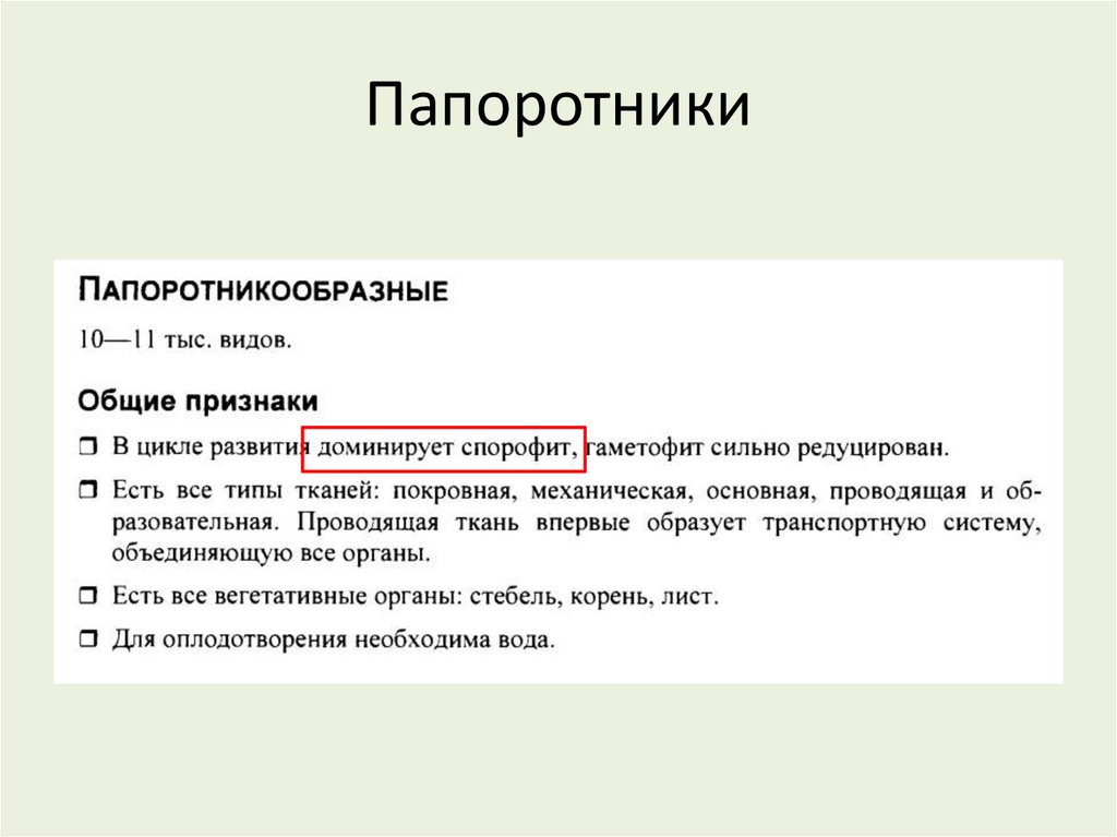 Папоротники