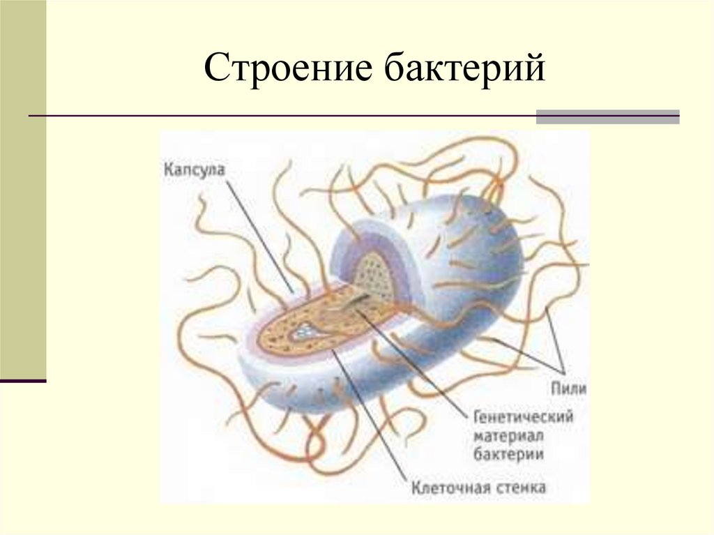 Строение бактерий