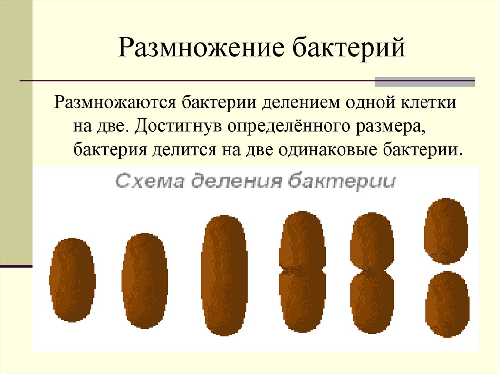 Размножение бактерий