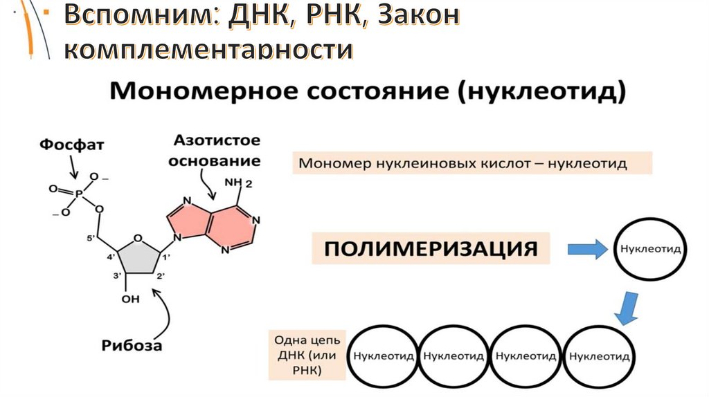 Вспомним: ДНК, РНК, Закон комплементарности