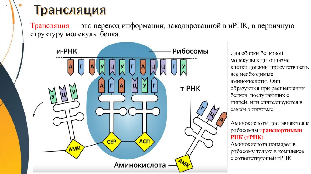 Трансляция