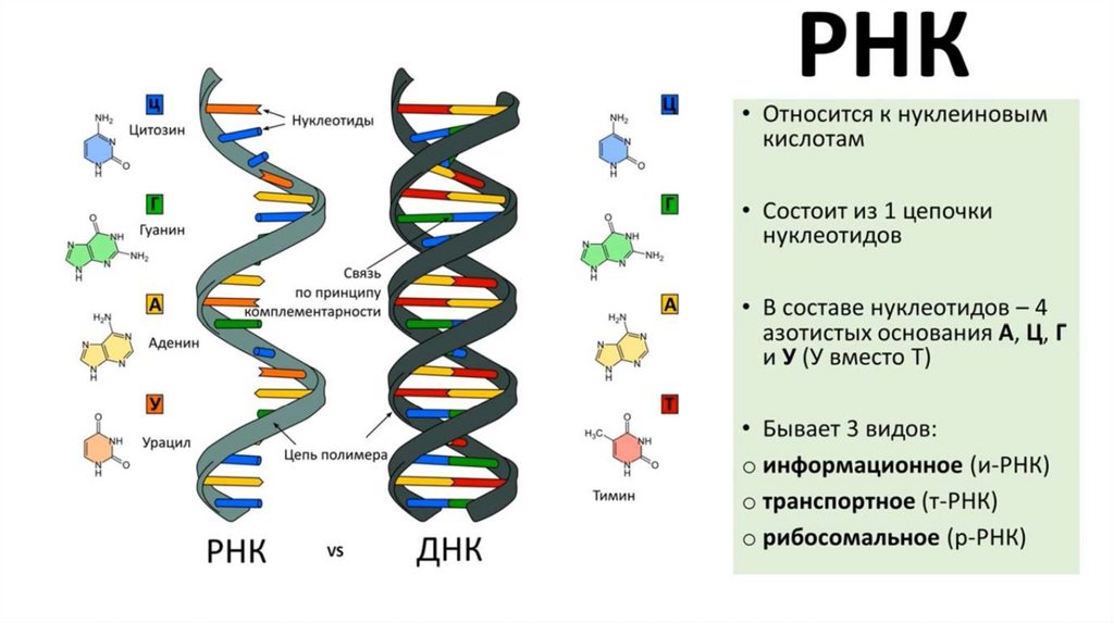 Эпидермис листа