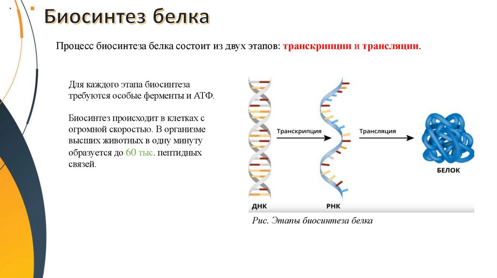 Биосинтез белка