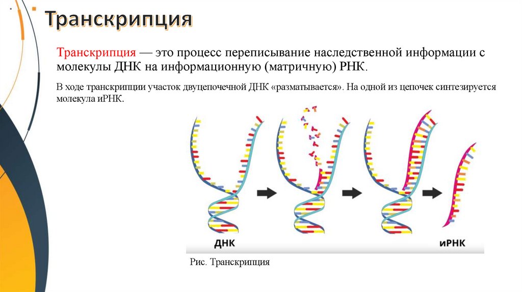 Транскрипция