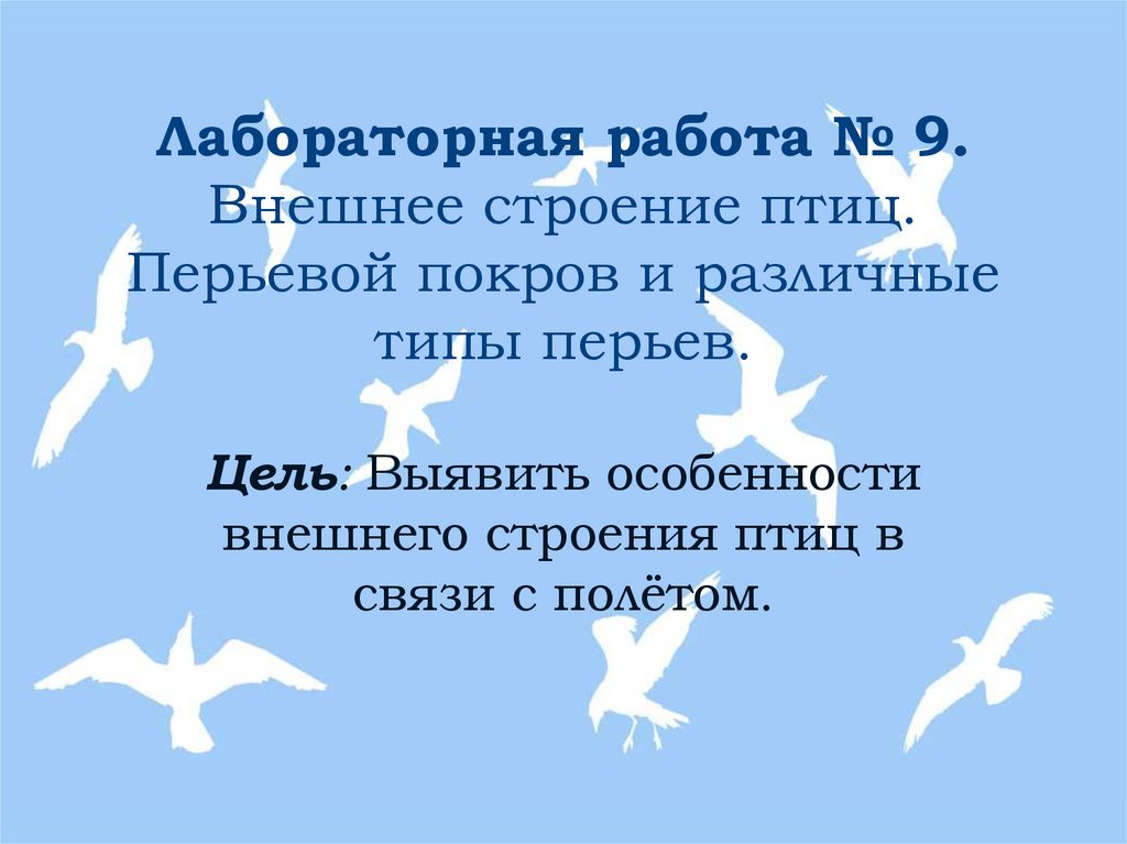 Лабораторная работа № 9. Внешнее строение птиц. Перьевой покров и различные типы перьев.
