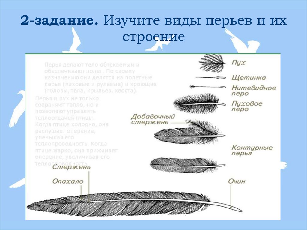 2-задание. Изучите виды перьев и их строение
