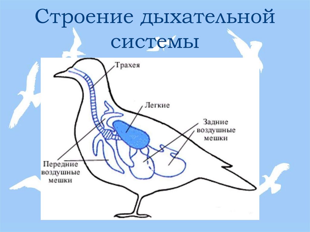 Строение дыхательной системы