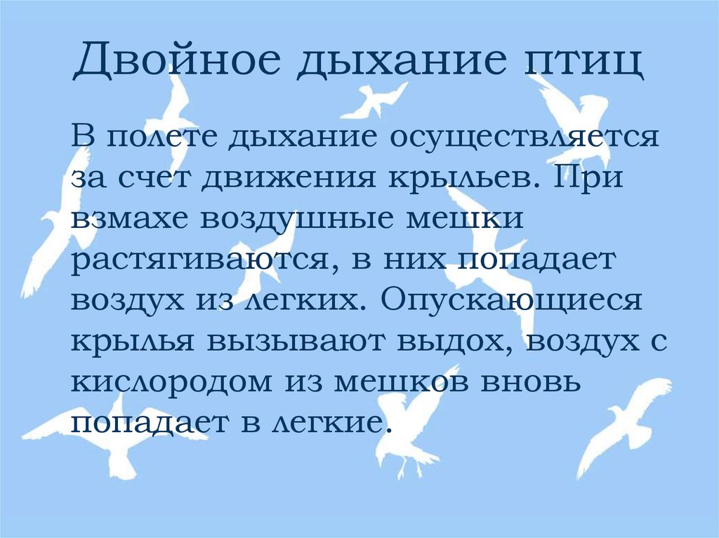 Двойное дыхание птиц