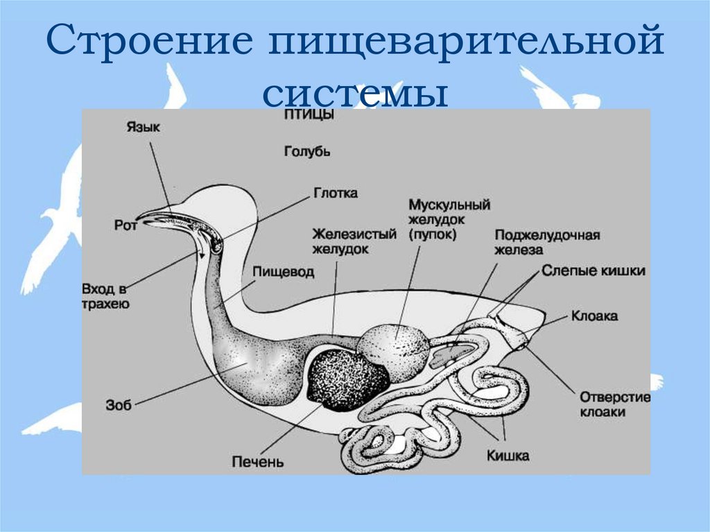 Строение пищеварительной системы