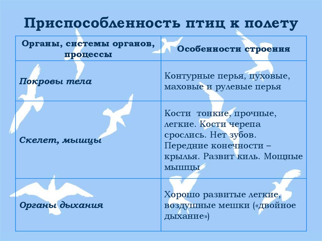 Приспособленность птиц к полету