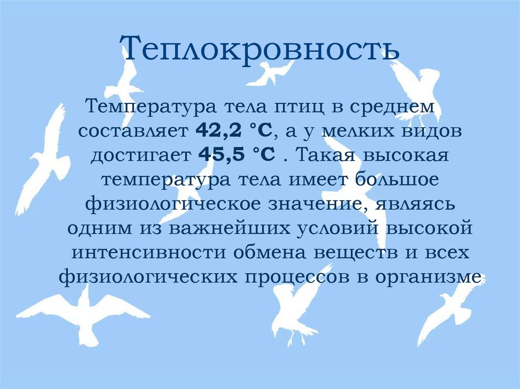 Теплокровность