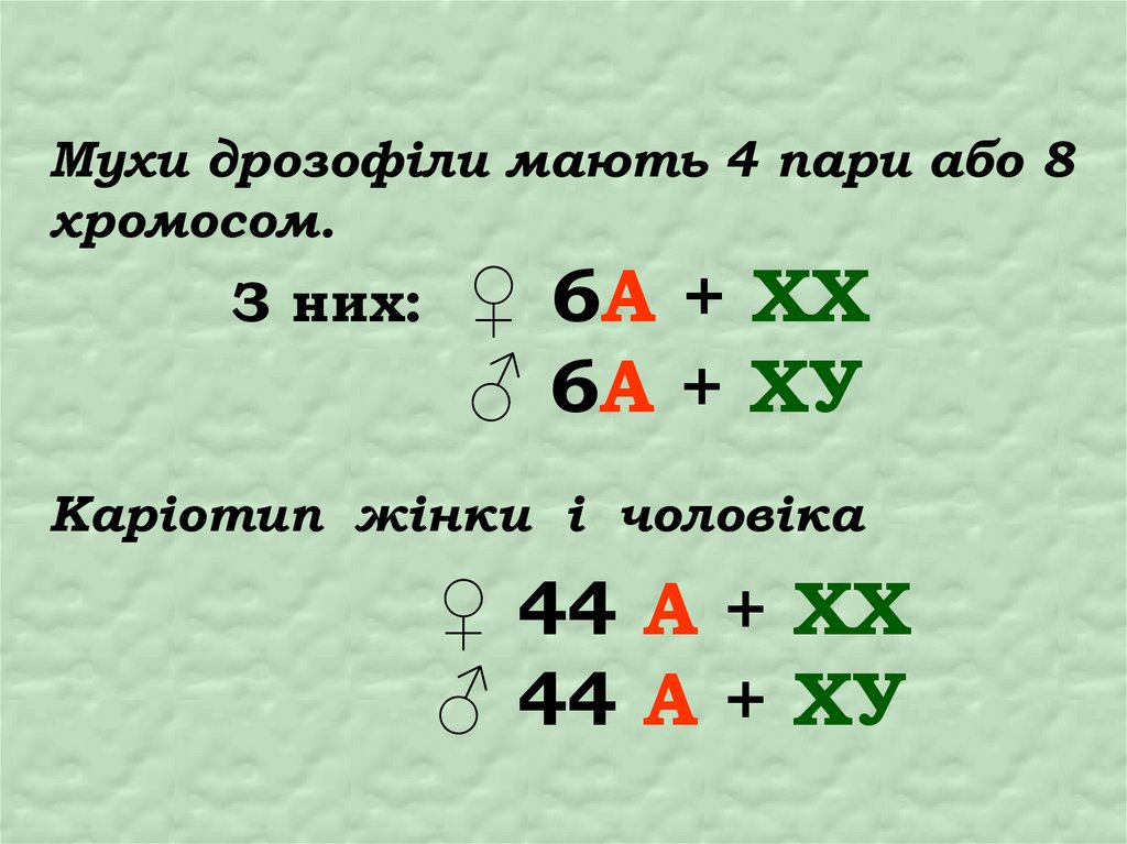 Мухи дрозофіли мають 4 пари або 8 хромосом. З них: ♀ 6А + ХХ ♂ 6А + ХУ Каріотип жінки і чоловіка ♀ 44 А + ХХ ♂ 44 А + ХУ