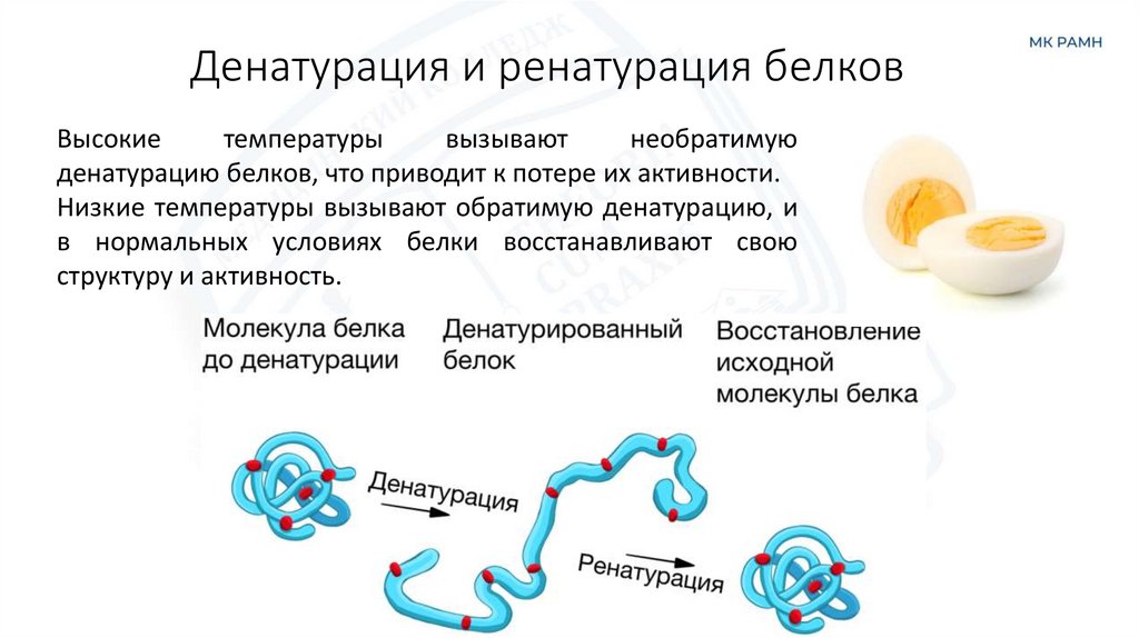 Денатурация и ренатурация белков