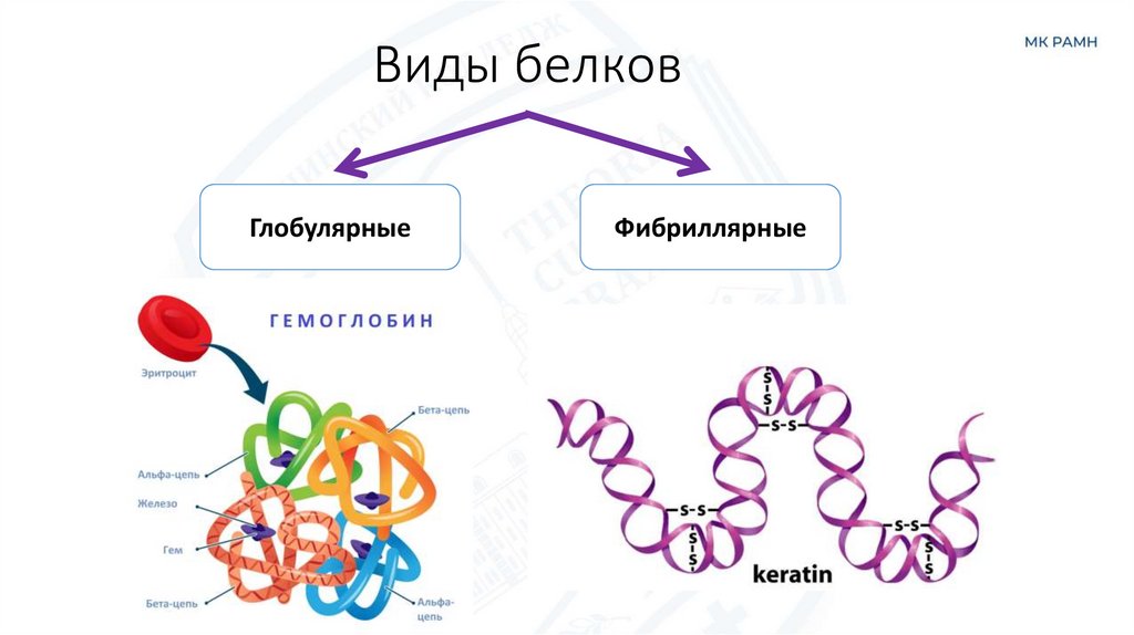 Виды белков