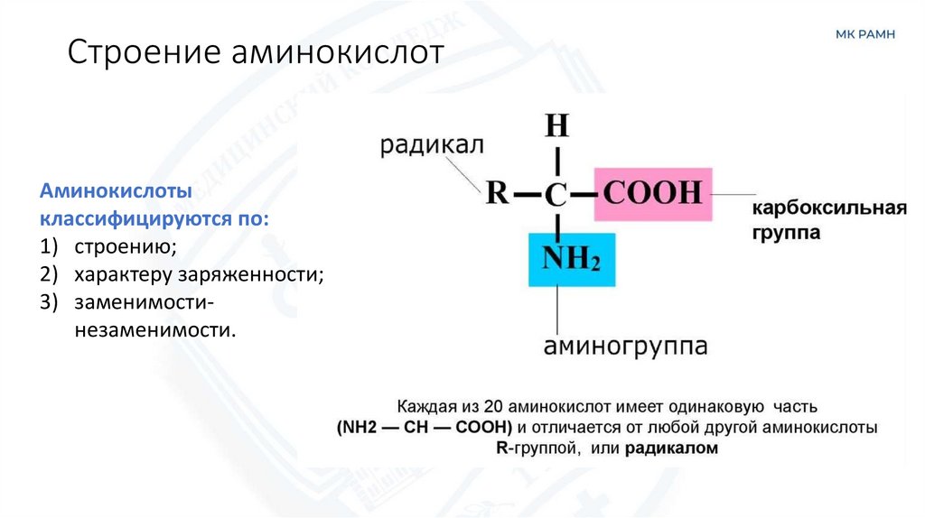 Строение аминокислот