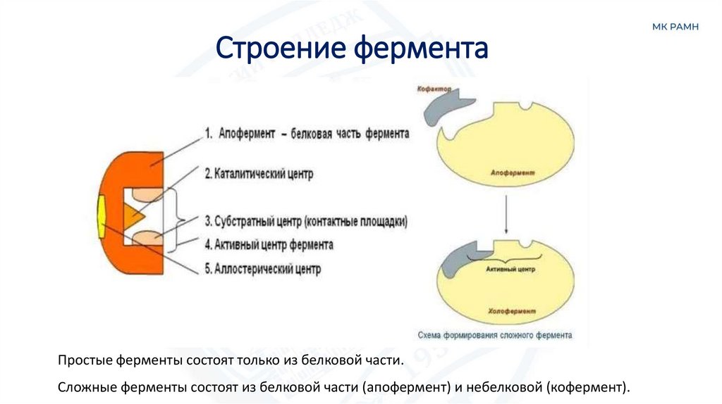 Строение фермента