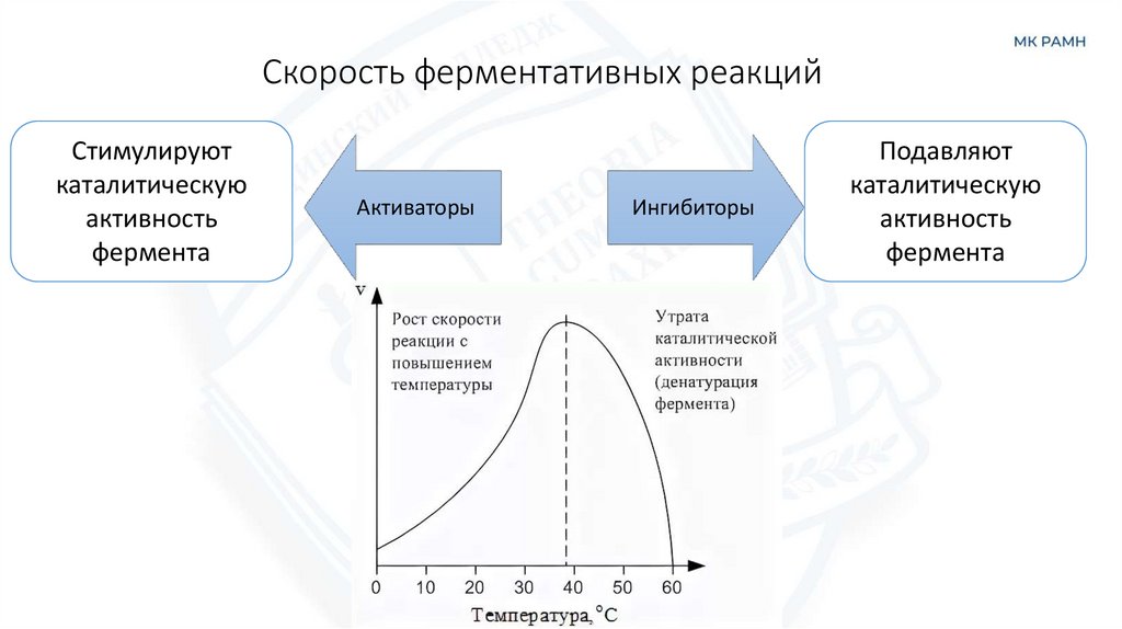 Скорость ферментативных реакций