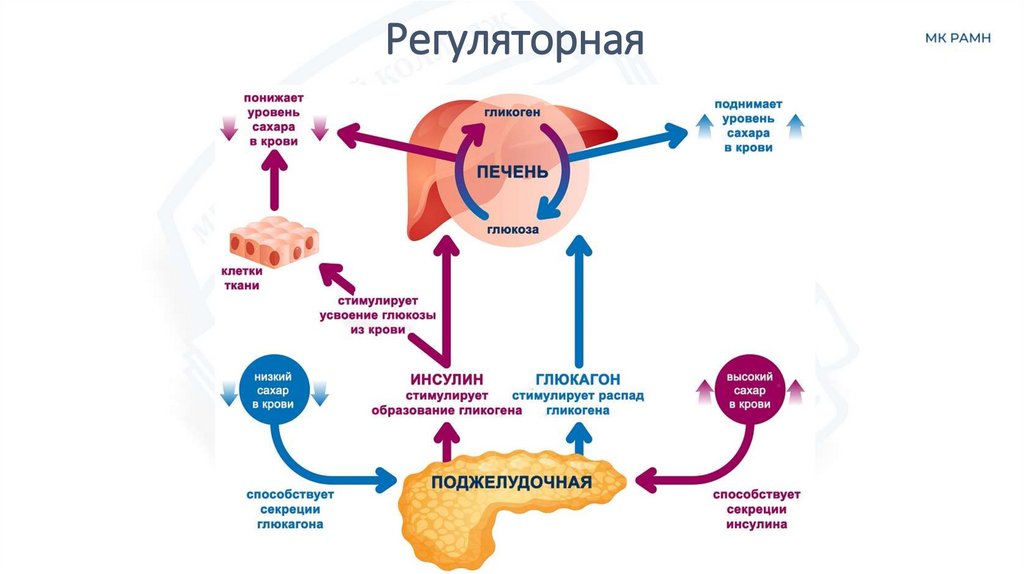 Регуляторная