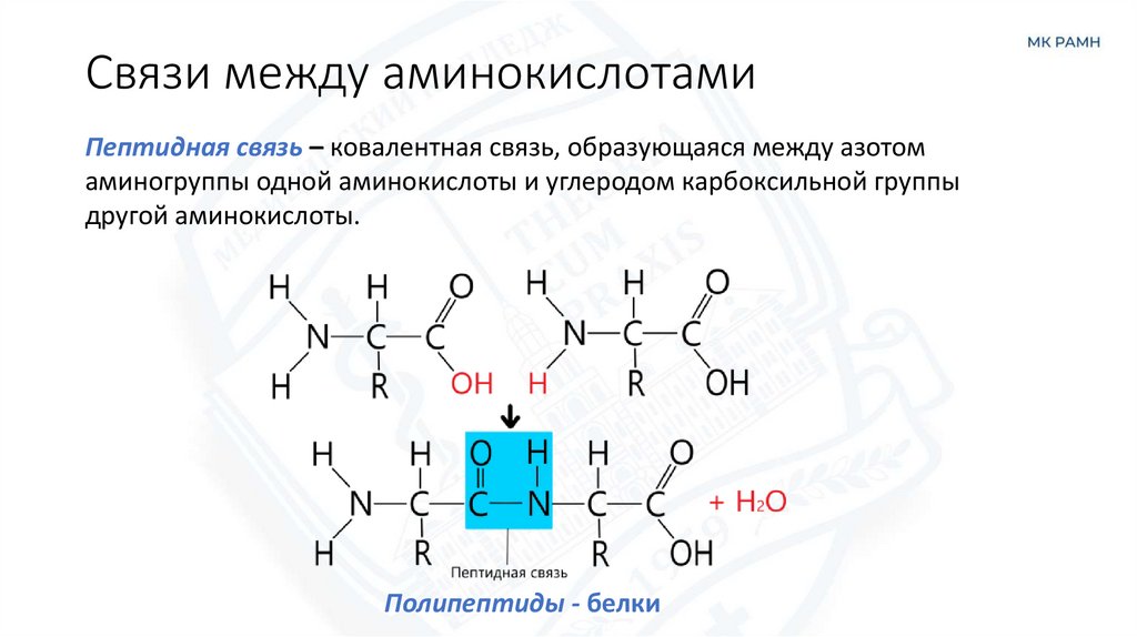 Связи между аминокислотами