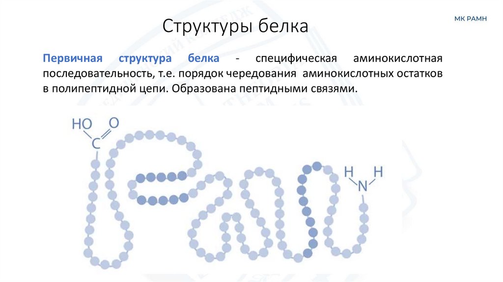Структуры белка