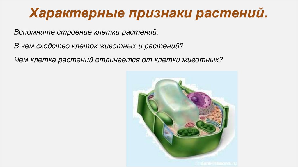 Характерные признаки растений.