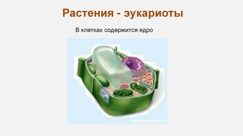 Растения - эукариоты