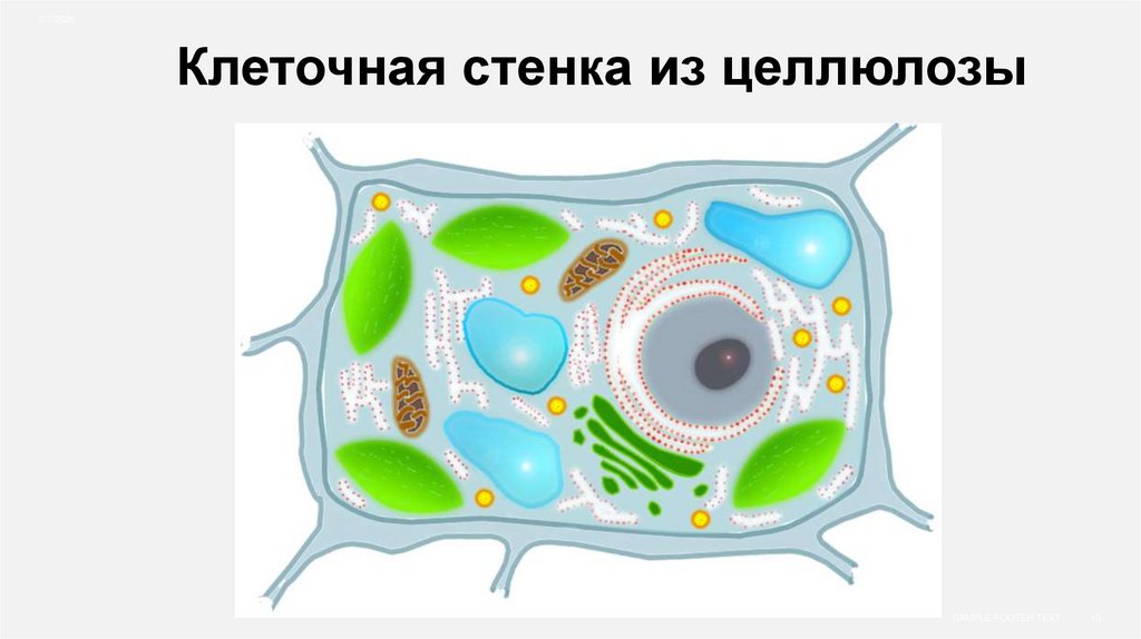 Клеточная стенка из целлюлозы
