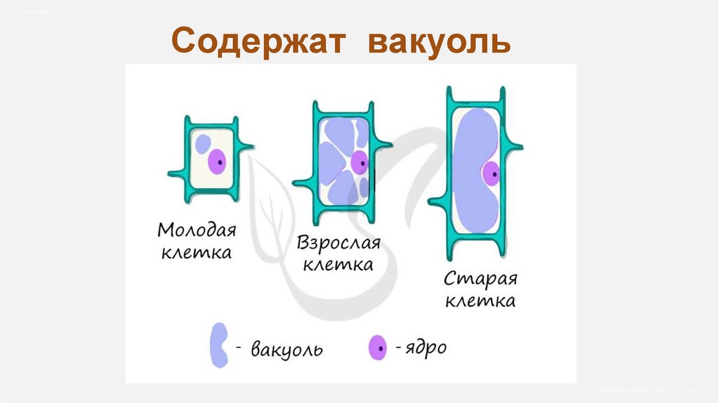 Содержат вакуоль