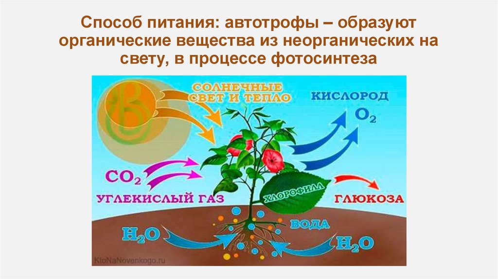 Способ питания: автотрофы – образуют органические вещества из неорганических на свету, в процессе фотосинтеза