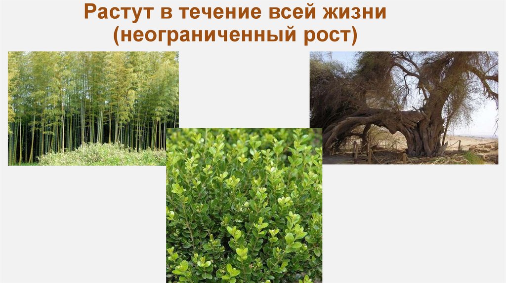 Растут в течение всей жизни (неограниченный рост)