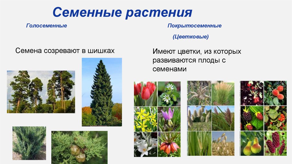 Семенные растения