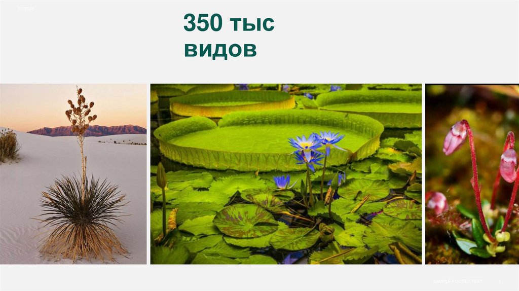 350 тыс видов