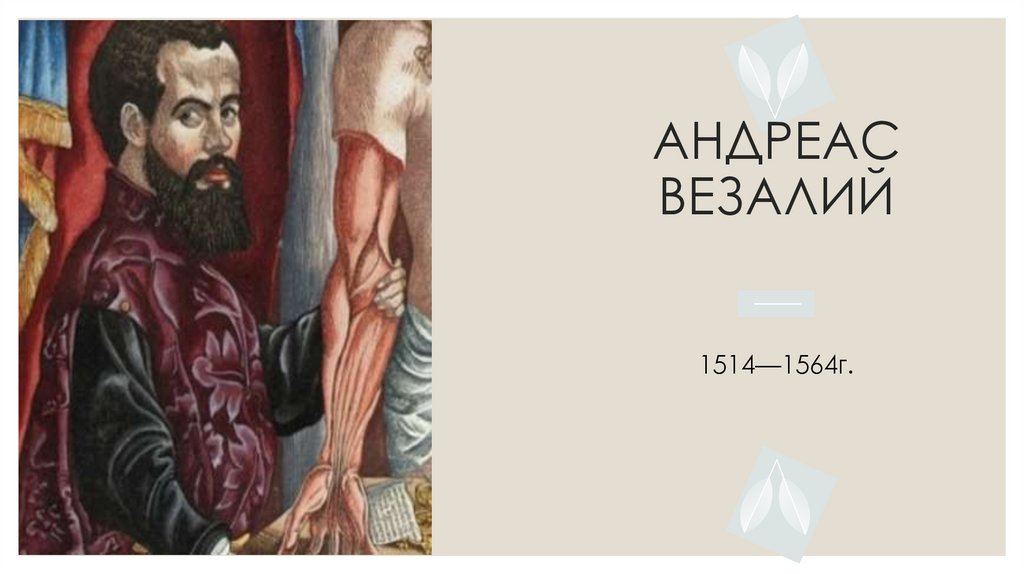 АНДРЕАС ВЕЗАЛИЙ