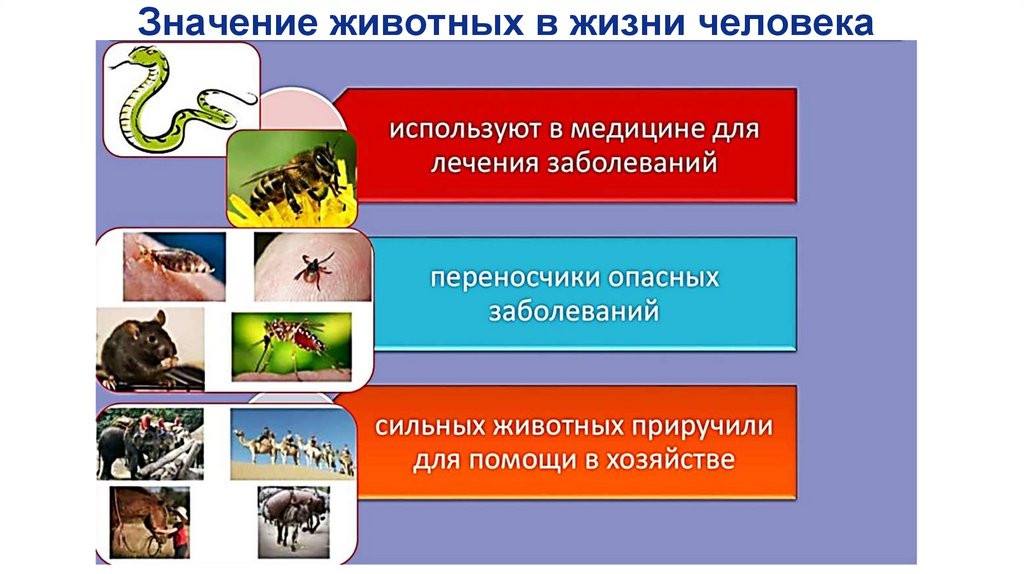 Значение животных в жизни человека