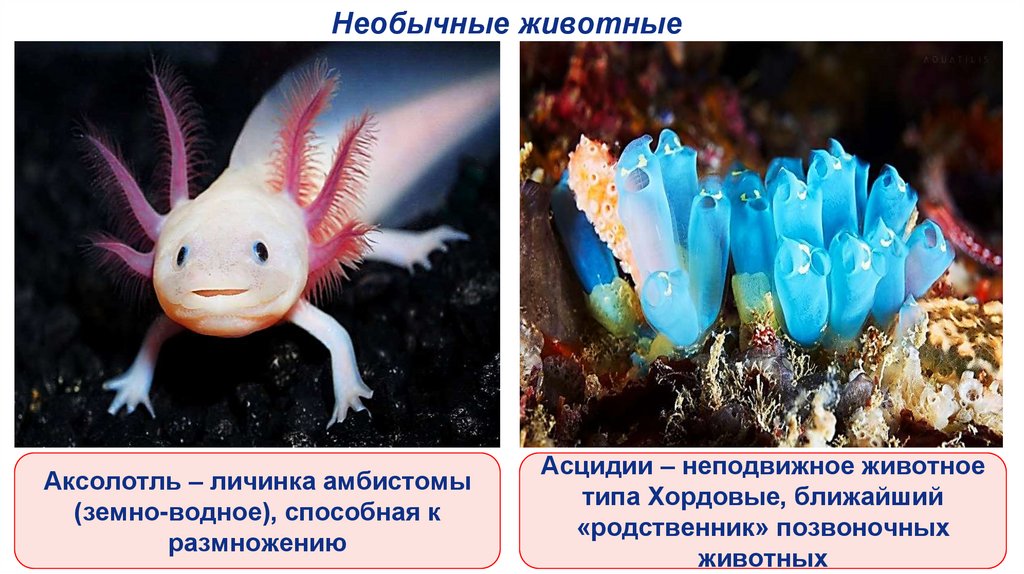 Необычные животные