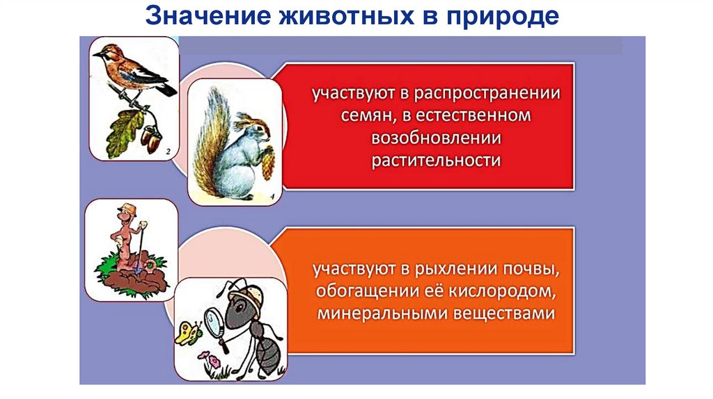 Значение животных в природе