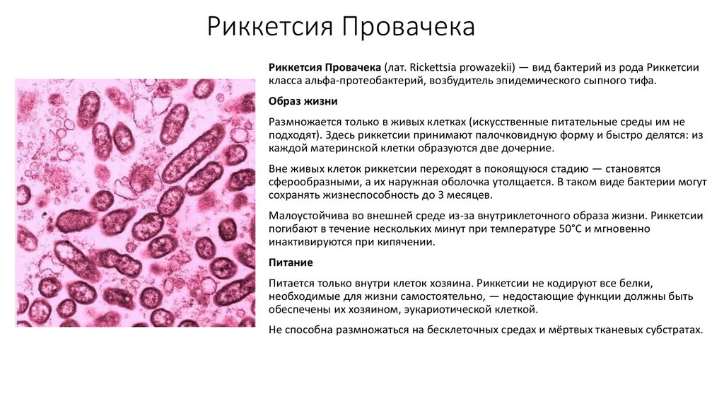 Риккетсия Провачека