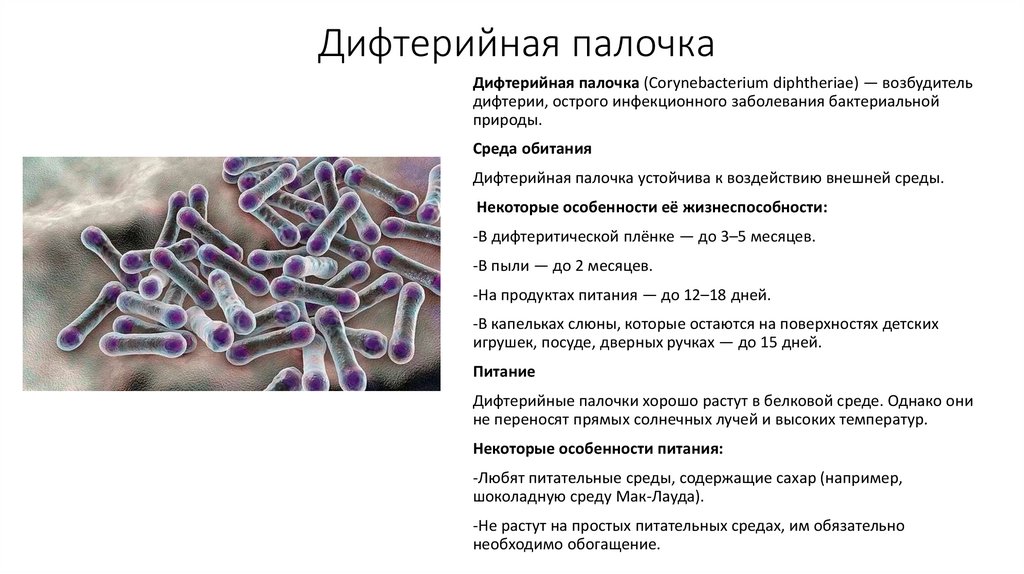 Дифтерийная палочка