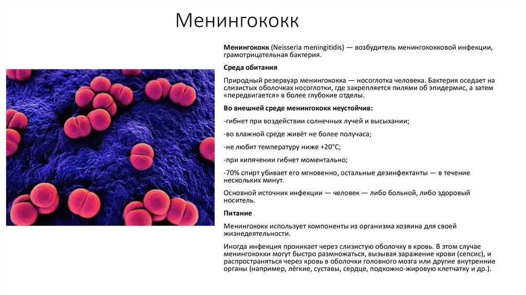 Менингококк