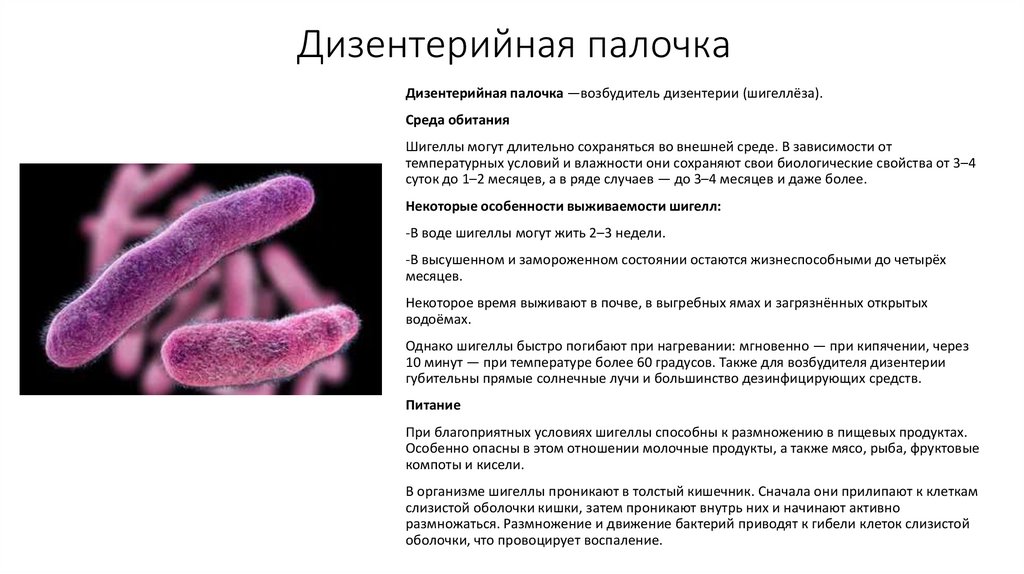 Дизентерийная палочка
